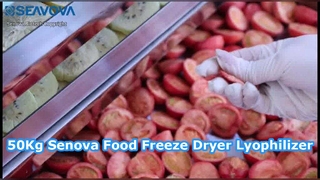 50Kg Food Freeze Dryer Lyophilizer